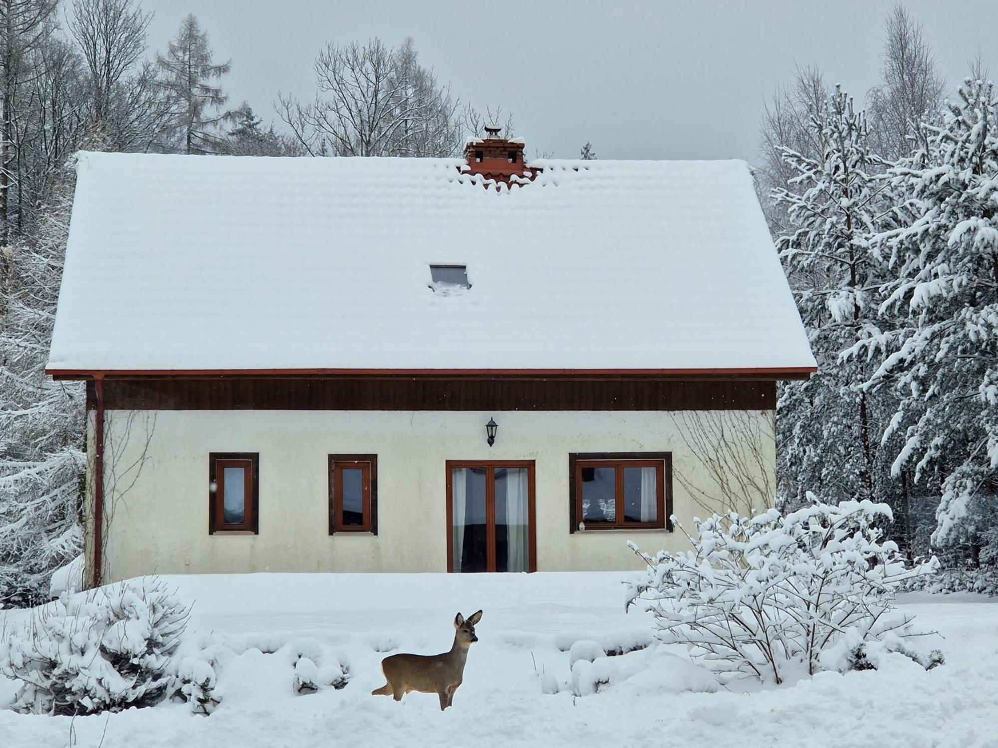 Dom Na Pstraznicy Villa Kudowa-Zdrój Eksteriør billede